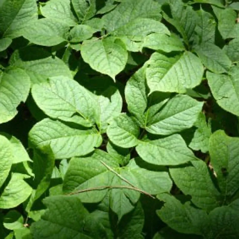 Sarsaparilla Leaf Mead image